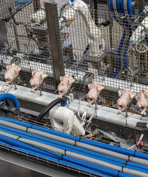 epub_Scott-Automation-poultry-processing-tech_1080x667_webp